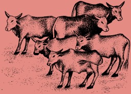 Literacy International: The Cows Who  Left Their Calves