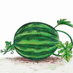 My Watermelon