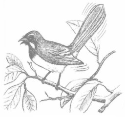 Poem - Tagirigirim