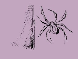 The Spider
