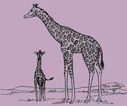 La girafe