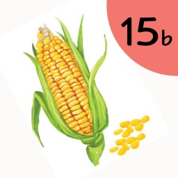 15b Corn