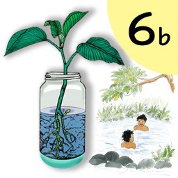 6b A Tree in a Bottle