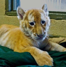 Baby Animals