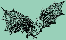 Bats