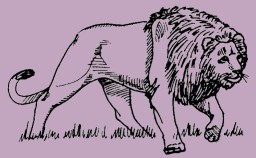 Hawa and the Lion